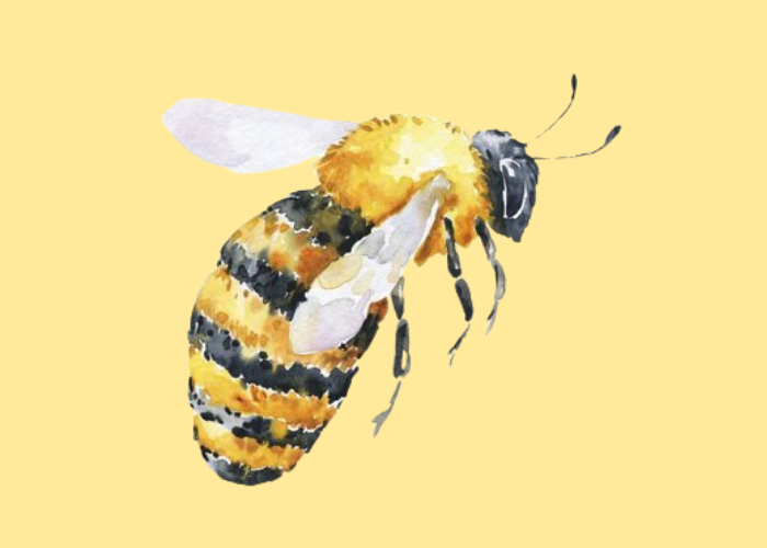 KwetterBekkies Bee klas