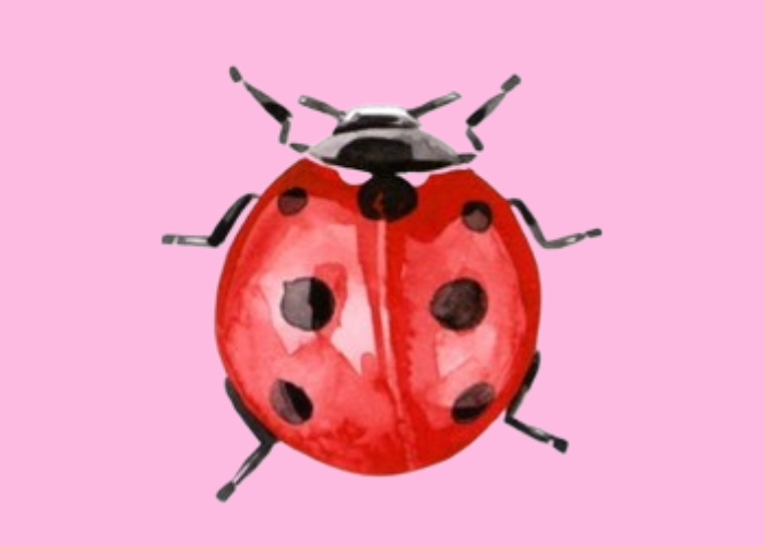 KwetterBekkies Ladybug klas